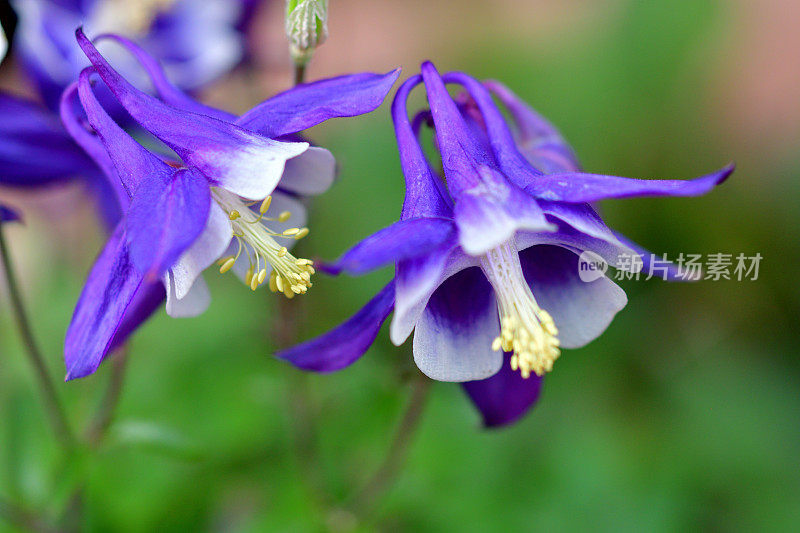 水仙花/耧斗菜花